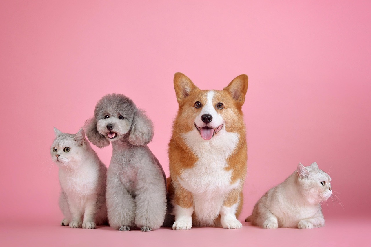 Every pet parent knows the challenge of finding food that is both healthy and genuinely loved by their furry companions. Barking Heads has stepped into this gap with a promise of tailored nutrition that is natural, tasty, and designed to deliver real results. With vet-approved recipes and a subscription model built for convenience, the brand has become a trusted choice for dogs and cats across the UK.